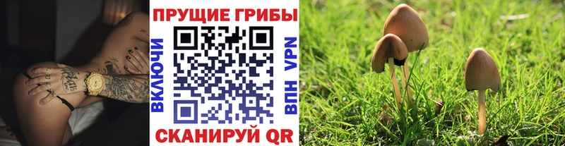 где продают Бирюсинск Псилоцибиновые грибы прущие грибы
